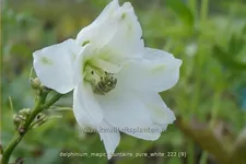 Delphinium 'Magic Fountains Pure White'
