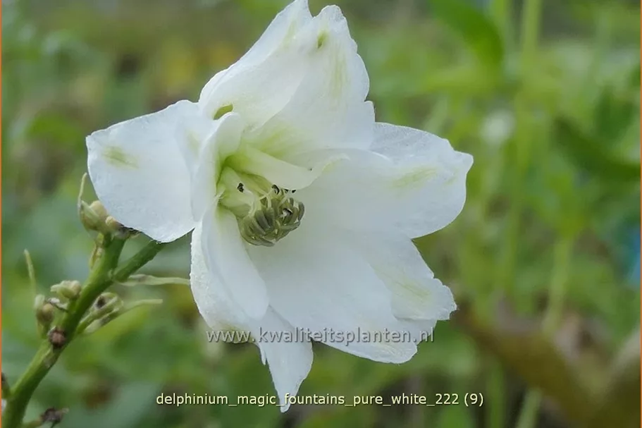 Delphinium 'Magic Fountains Pure White'