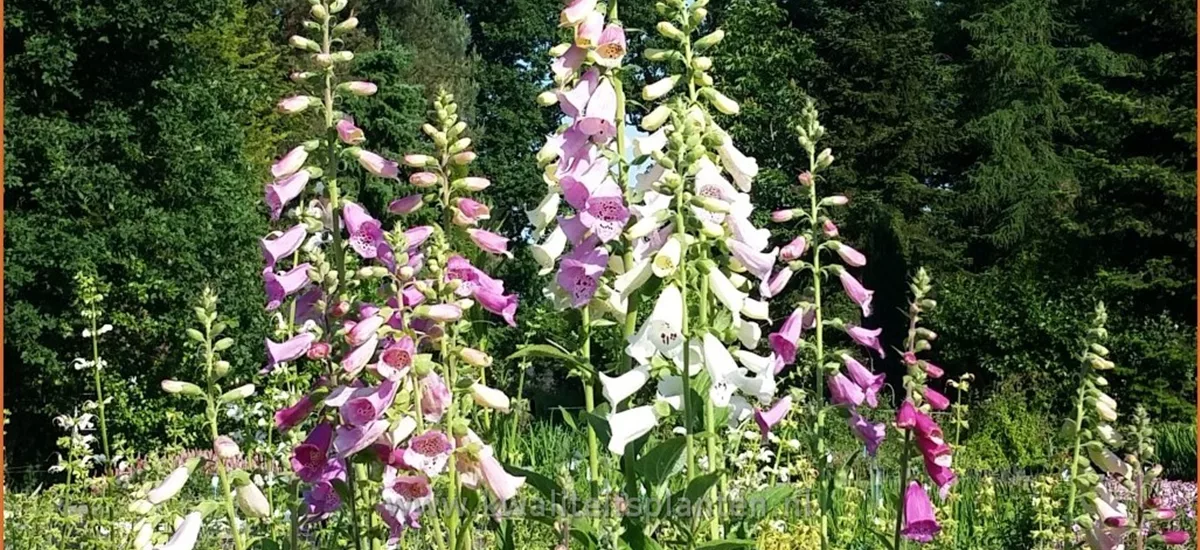 Digitalis purpurea 'Foxy Hybrids'