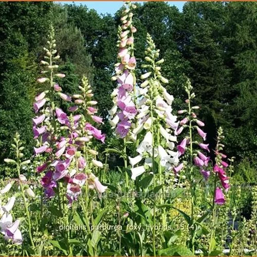 Digitalis purpurea 'Foxy Hybrids'