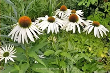 Echinacea purpurea 'Alba'