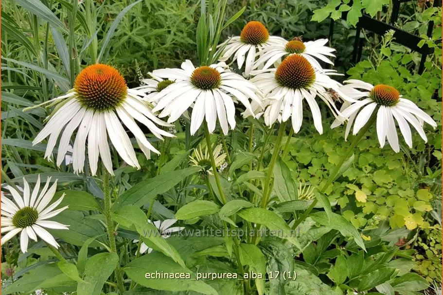 Echinacea purpurea 'Alba'