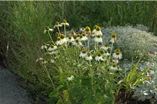 Echinacea purpurea 'Alba'