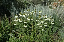 Echinacea purpurea 'Alba'
