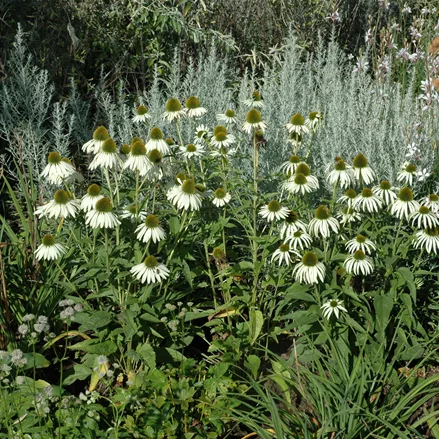 Echinacea purpurea 'Alba'