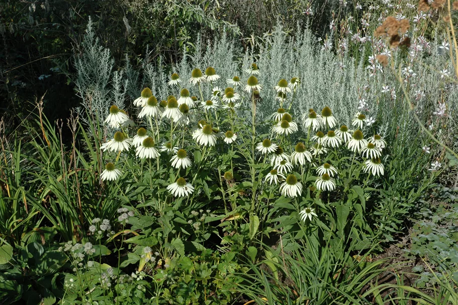 Echinacea purpurea 'Alba'