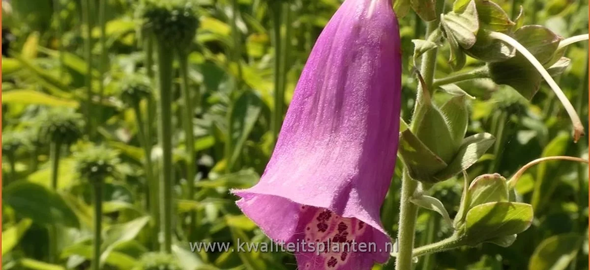 Digitalis purpurea 'Gloxiniiflora'