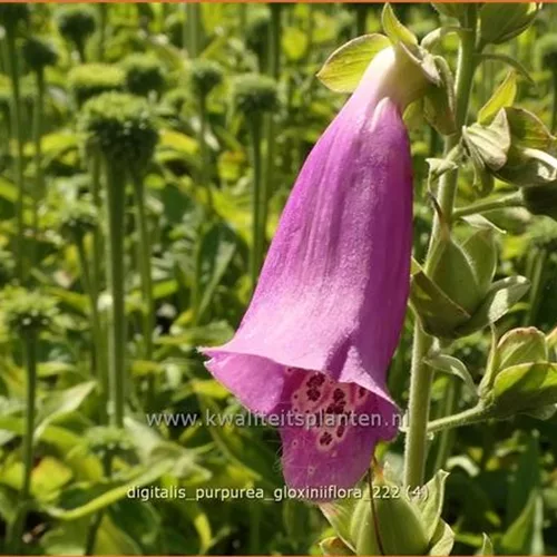 Digitalis purpurea 'Gloxiniiflora'