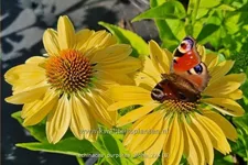 Echinacea purpurea 'Aloha'