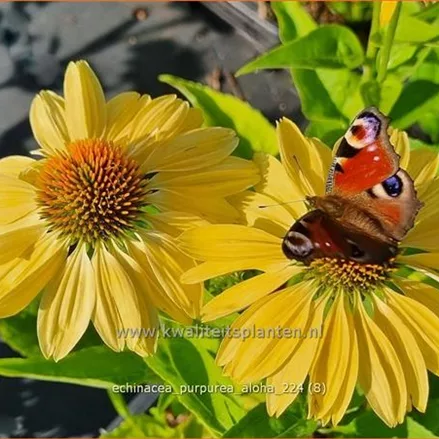 Echinacea purpurea 'Aloha'