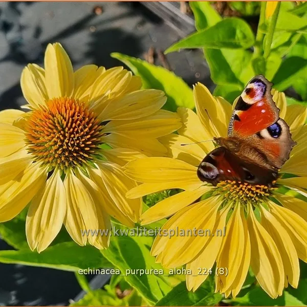 Echinacea purpurea 'Aloha'