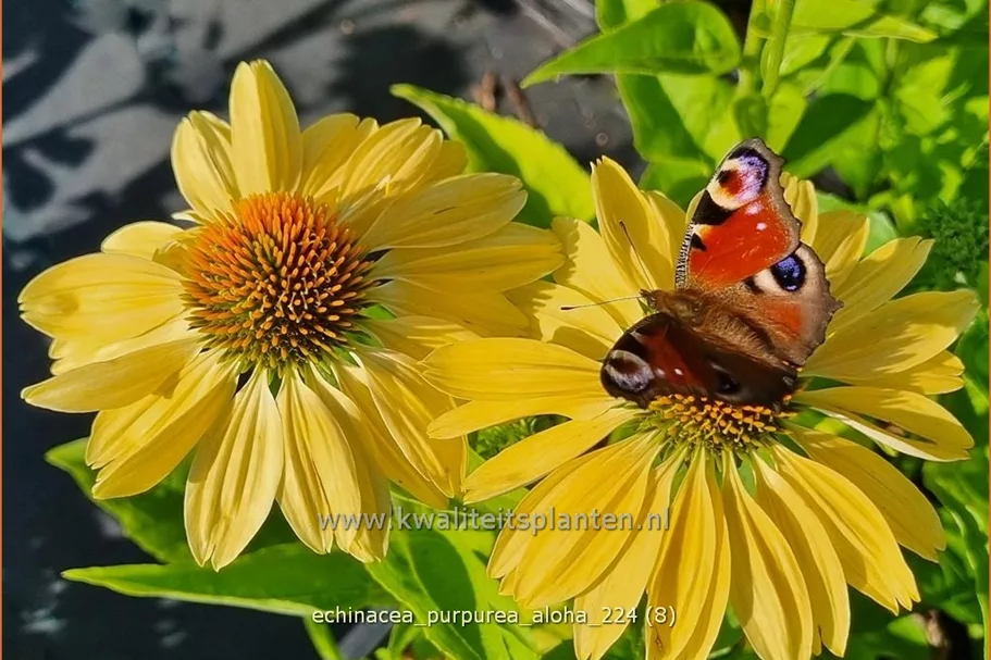 Echinacea purpurea 'Aloha'