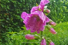 Digitalis purpurea 'Monstrosa'
