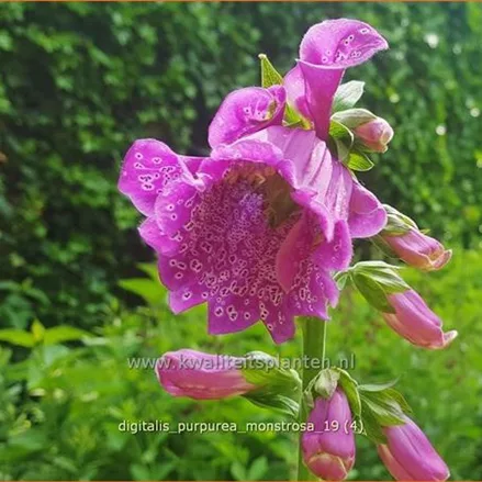 Digitalis purpurea 'Monstrosa'