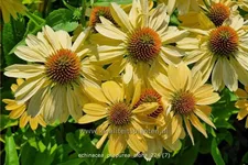 Echinacea purpurea 'Aloha'