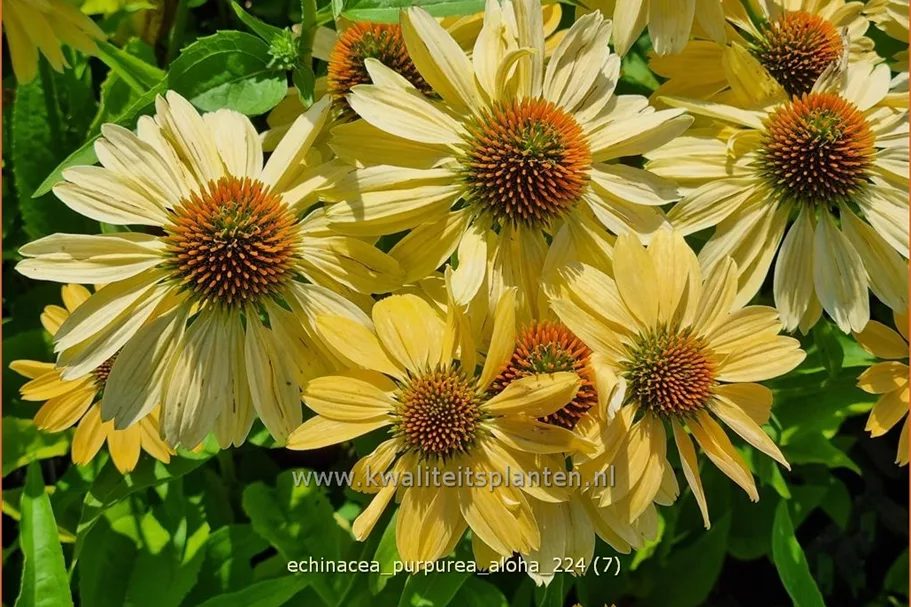 Echinacea purpurea 'Aloha'