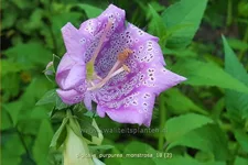Digitalis purpurea 'Monstrosa'