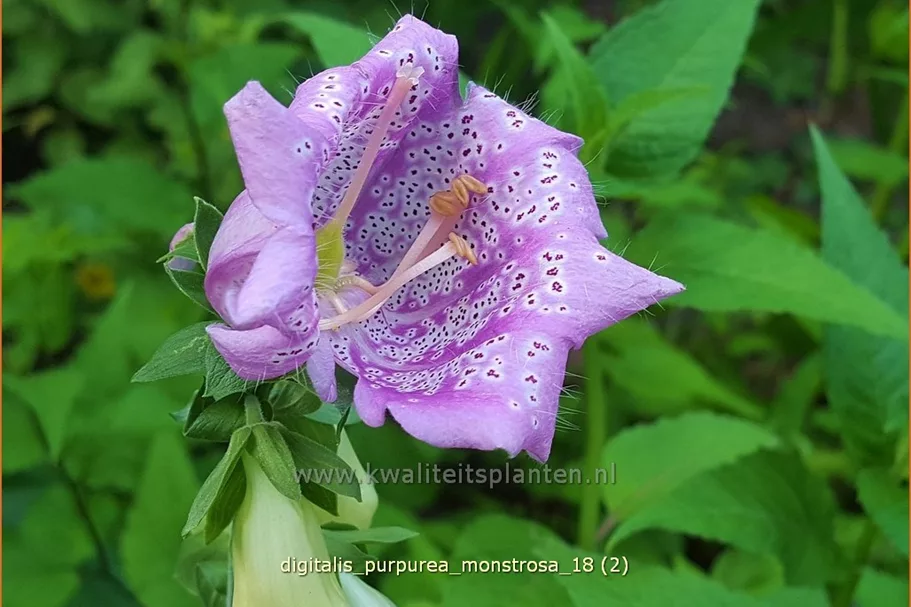 Digitalis purpurea 'Monstrosa'