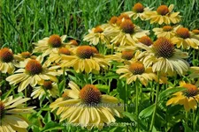 Echinacea purpurea 'Aloha'