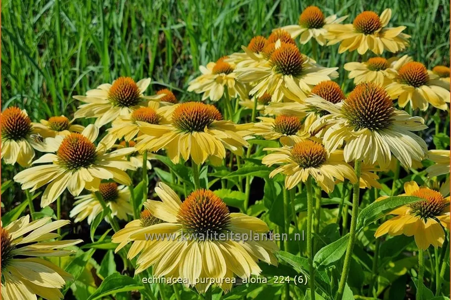 Echinacea purpurea 'Aloha'