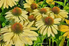 Echinacea purpurea 'Aloha'