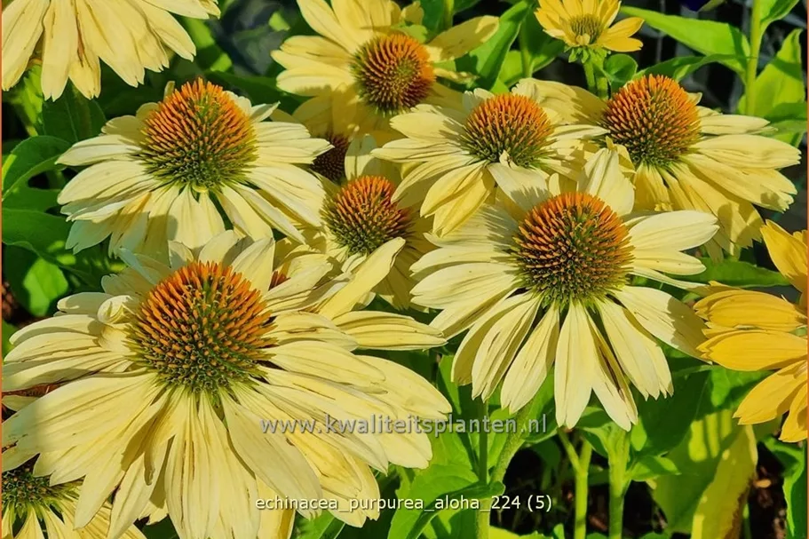 Echinacea purpurea 'Aloha'