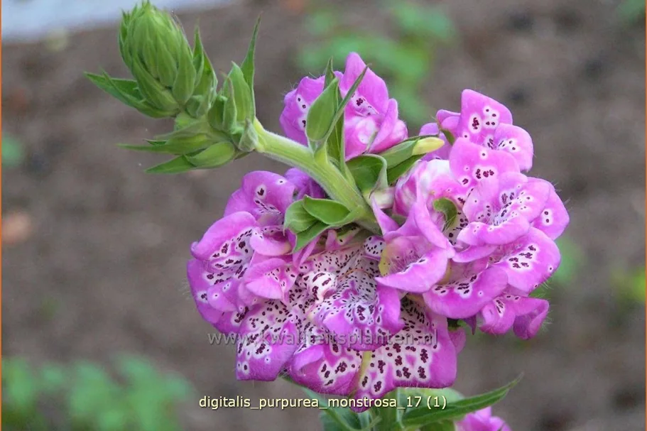 Digitalis purpurea 'Monstrosa'