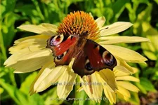 Echinacea purpurea 'Aloha'