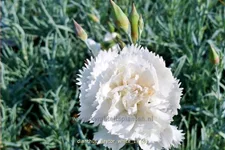 Dianthus 'Haytor White'