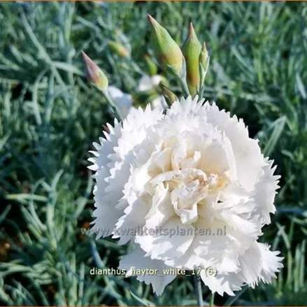 Dianthus 'Haytor White'
