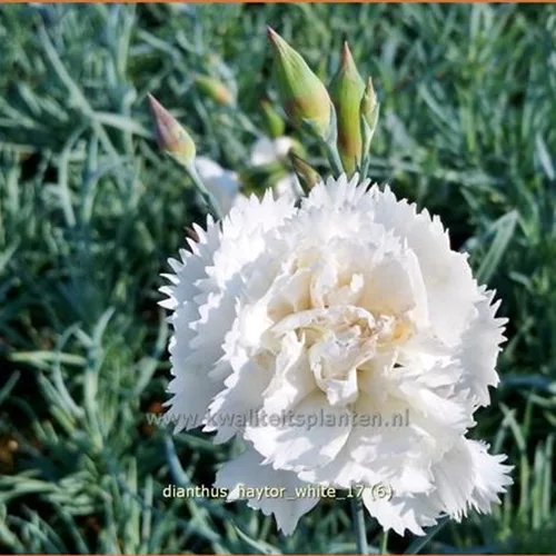Dianthus 'Haytor White'