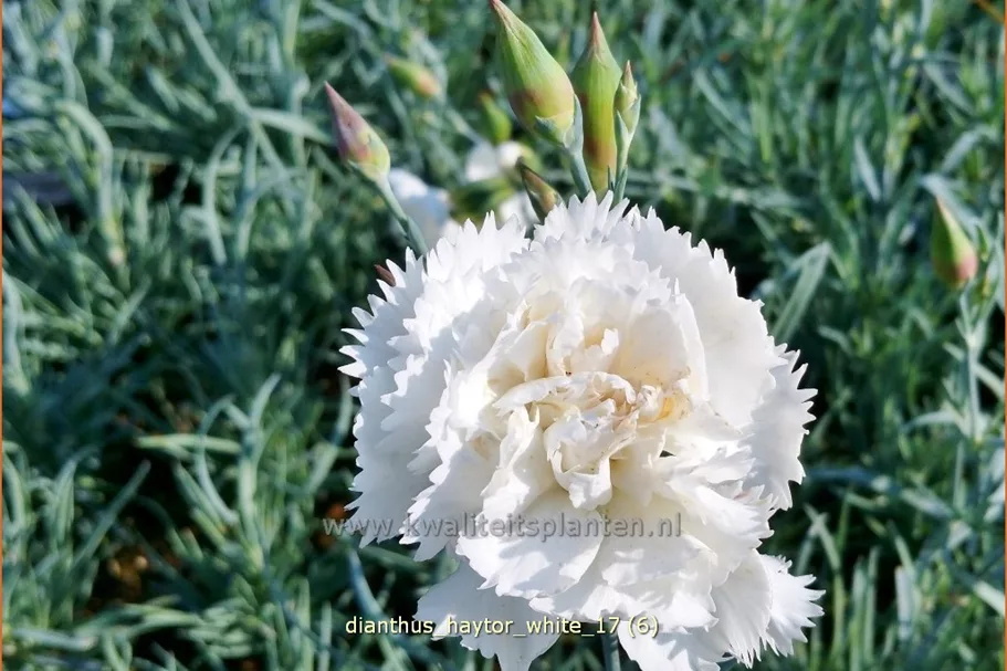 Dianthus 'Haytor White'