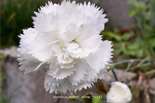 Dianthus 'Haytor White'