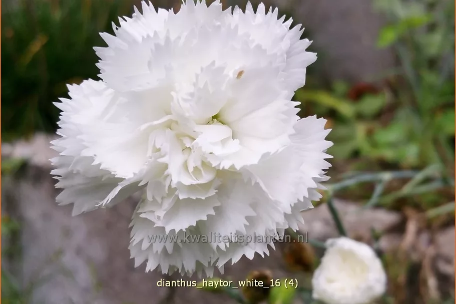 Dianthus 'Haytor White'