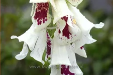 Digitalis purpurea 'Pam´s Choice'