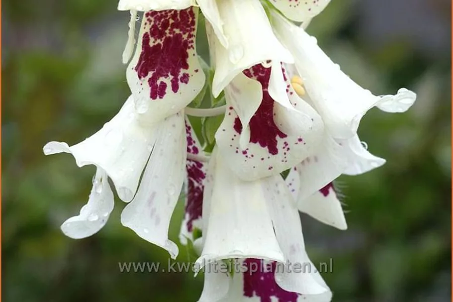 Digitalis purpurea 'Pam´s Choice'