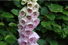 Digitalis purpurea 'Pam´s Choice'