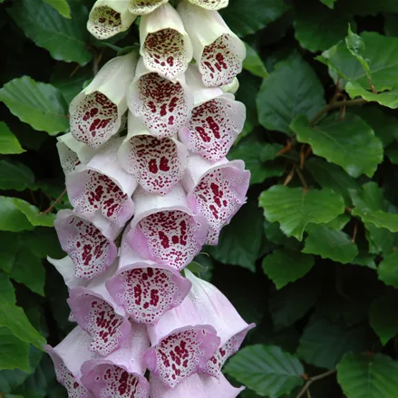 Digitalis purpurea 'Pam´s Choice'