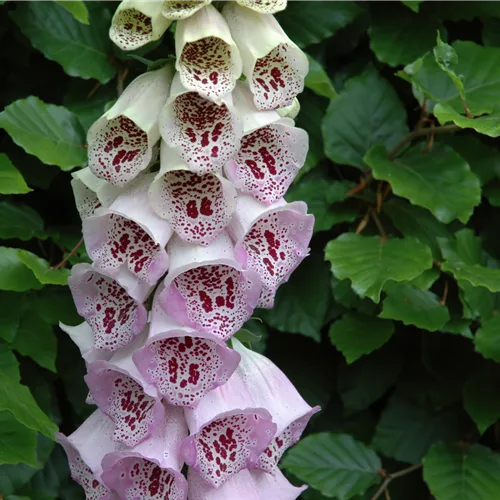 Digitalis purpurea 'Pam´s Choice'