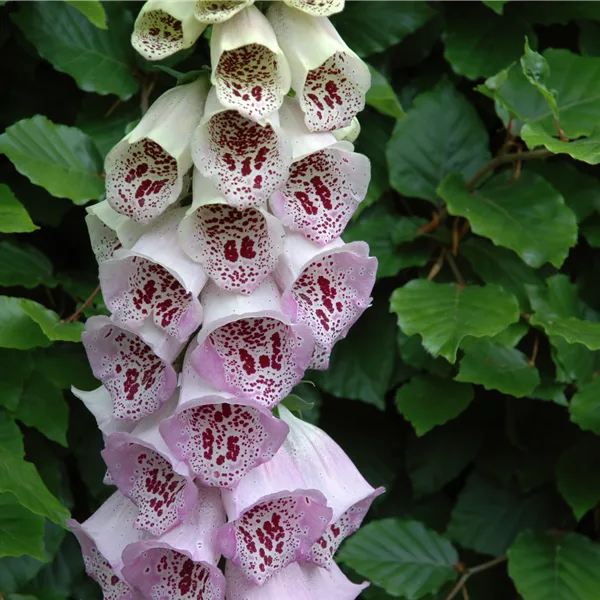Digitalis purpurea 'Pam´s Choice'