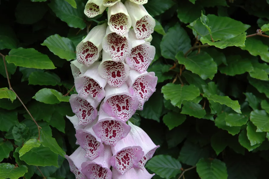 Digitalis purpurea 'Pam´s Choice'