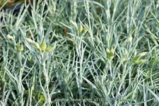 Dianthus 'Haytor White'