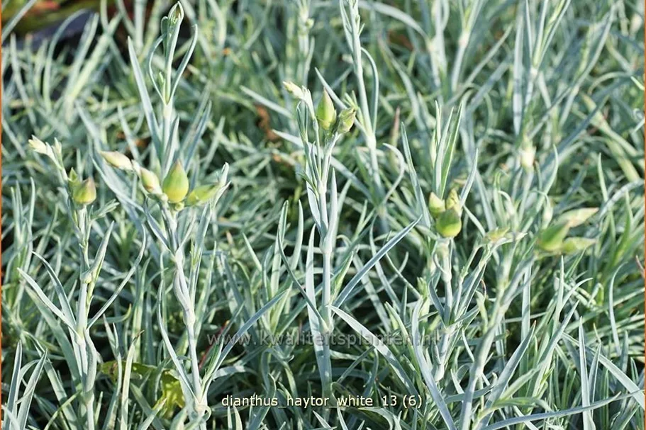 Dianthus 'Haytor White'