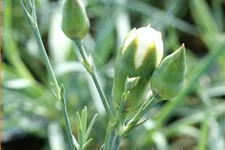 Dianthus 'Haytor White'