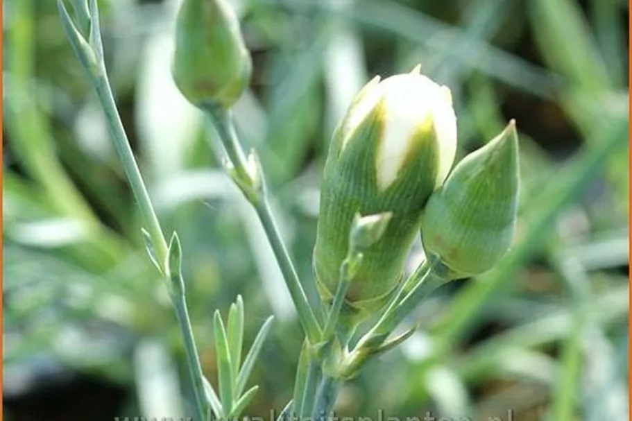 Dianthus 'Haytor White'