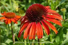 Echinacea purpurea 'Sombrero Adobe Orange'