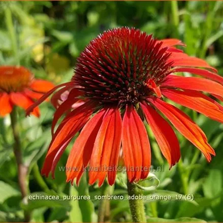 Echinacea purpurea 'Sombrero Adobe Orange'