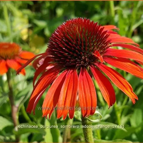Echinacea purpurea 'Sombrero Adobe Orange'