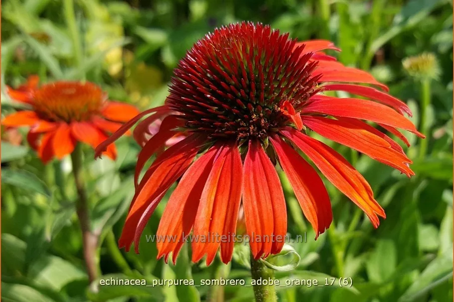 Echinacea purpurea 'Sombrero Adobe Orange'