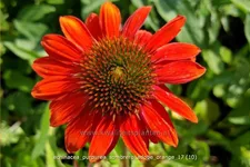 Echinacea purpurea 'Sombrero Adobe Orange'